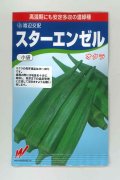 送料無料　[オクラ]　スターエンゼル　45粒　渡辺交配