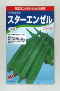 送料無料　[オクラ]　スターエンゼル　45粒　渡辺交配