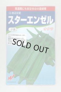 送料無料　[オクラ]　スターエンゼル　45粒　渡辺農事（株）