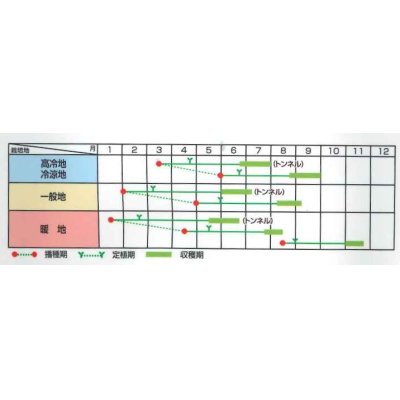 画像2: [かぼちゃ]　栗っプチ　25粒　サカタのタネ（株）　実咲PRO