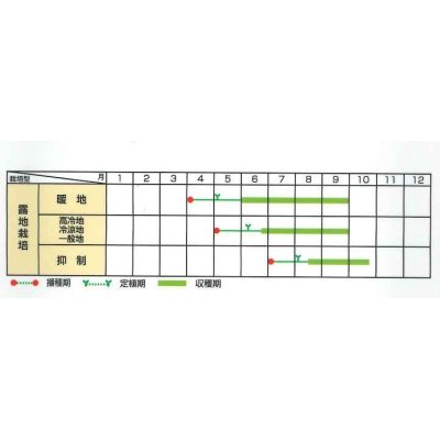 画像4: [キュウリ]　ずーっととれる　40粒　サカタのタネ（株）　実咲PRO