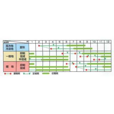 画像5: [トマト/ミニトマト]　キャロルパッション　40粒　サカタのタネ（株）　実咲PRO