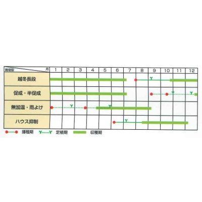 画像2: 送料無料　ミニトマト　イエローキャロル　40粒　(株)サカタのタネ　実咲PRO