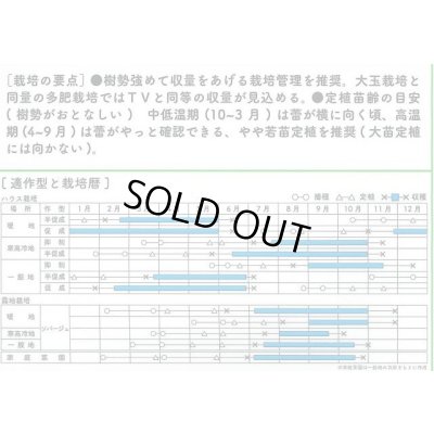 画像2: 送料無料　[ミニトマト]　トスカーナバイオレットCF　100粒　サナテックシード（株）