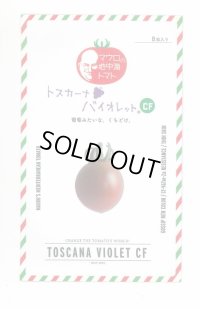 送料無料　[ミニトマト]　トスカーナバイオレットCF　100粒　サナテックシード（株）