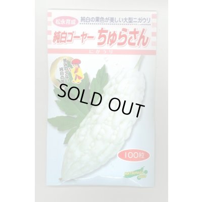 画像1: 送料無料　[ゴーヤ]　純白ゴーヤー　ちゅらさん　100粒　松永種苗(株)