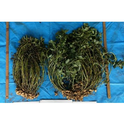 画像5: 送料無料　[落花生]　おおまさりネオ　むき実種子　20粒　渡辺農事（株）