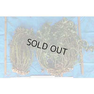 画像5: 送料無料　[落花生]　おおまさりネオ　むき実種子　1L　渡辺農事（株）