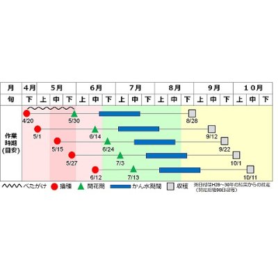 画像2: [落花生]　おおまさりネオ　むき実種子　1L  渡辺農事