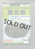 送料無料　[かぼちゃ]　栗五郎　1000粒　カネコ種苗（株）