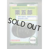 送料無料　[かぼちゃ]　栗五郎　1000粒　カネコ種苗（株）