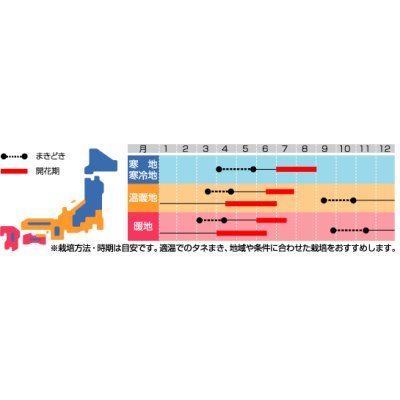 画像3: 花の種　ルピナス　ピクシーデライトミックス　約30粒　サカタのタネ（株）実咲250