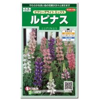 花の種　ルピナス　ピクシーデライトミックス　約30粒　サカタのタネ（株）実咲250