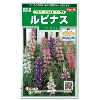 画像1: 花の種　ルピナス　ピクシーデライトミックス　約30粒　サカタのタネ（株）実咲250