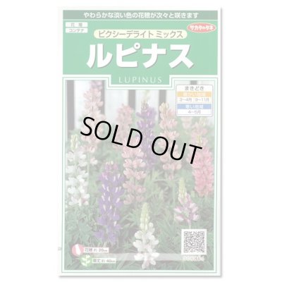 画像1: 送料無料　花の種　ルピナス　ピクシーデライトミックス　約30粒　(株)サカタのタネ　実咲250（026298）