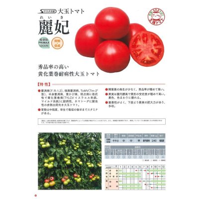 画像6: 送料無料　[トマト/大玉トマト]　麗妃　1000粒　(株)サカタのタネ