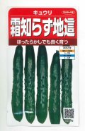送料無料　[キュウリ]　霜知らず地這　約50粒　(株)サカタのタネ　実咲350（002850）