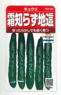 [キュウリ]　霜知らず地這　約50粒　サカタ交配　（実咲）　