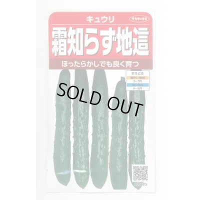 画像1: 送料無料　[キュウリ]　霜知らず地這　約50粒　(株)サカタのタネ　実咲350（002850）