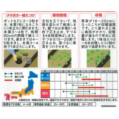 画像2: [キュウリ]　霜知らず地這　約50粒　サカタ交配　（実咲）　