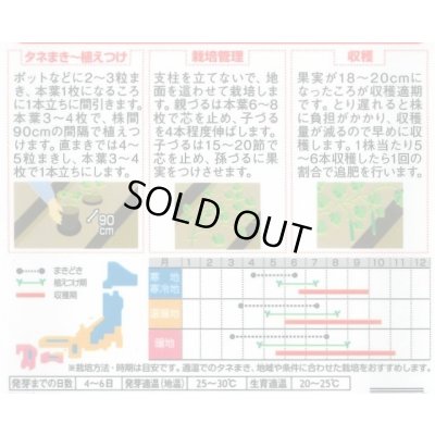 画像2: 送料無料　[キュウリ]　霜知らず地這　約50粒　(株)サカタのタネ　実咲350（002850）