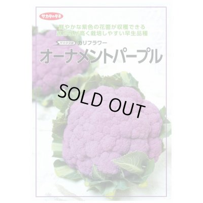 画像2: [カリフラワー]　オーナメントパープル　実咲450（203244） (株)サカタのタネ