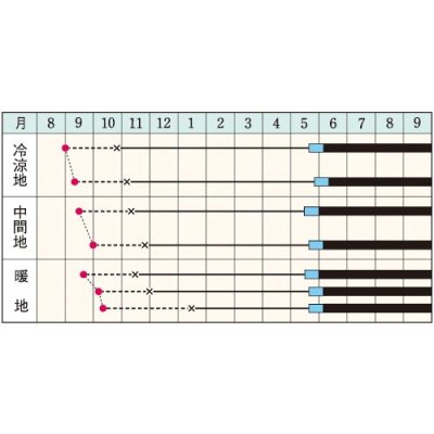 画像5: 送料無料　[たまねぎ]　ケルたまルビー　2dl　タキイ種苗(株)