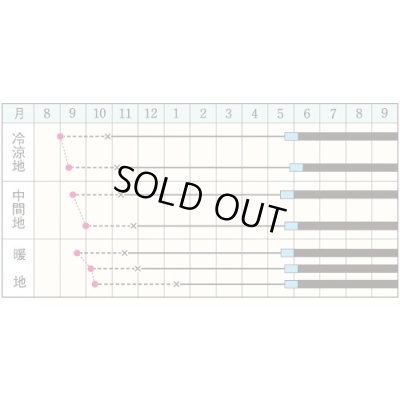 画像5: 送料無料　[たまねぎ]　ケルたまルビー　2dl　タキイ種苗(株)