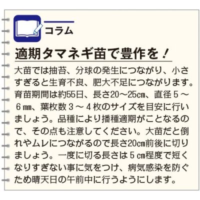 画像4: [たまねぎ] ケルたまルビー 1.8ml タキイ種苗(株)RF