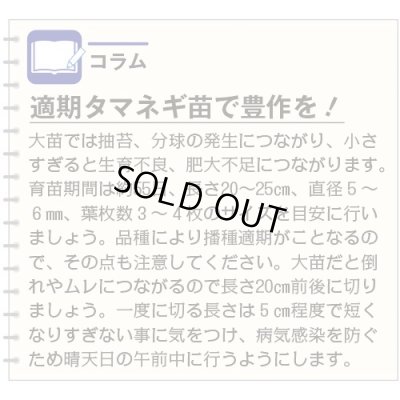 画像4: 送料無料　[たまねぎ]　ケルたまルビー　2dl　タキイ種苗(株)