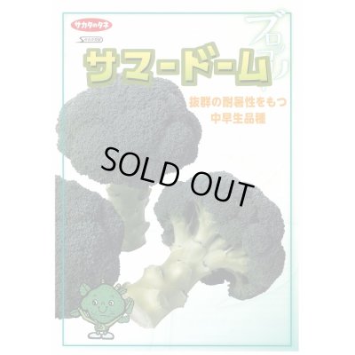 画像2: [ブロッコリー]　送料無料！　サマードーム　コート5000粒　サカタ交配　