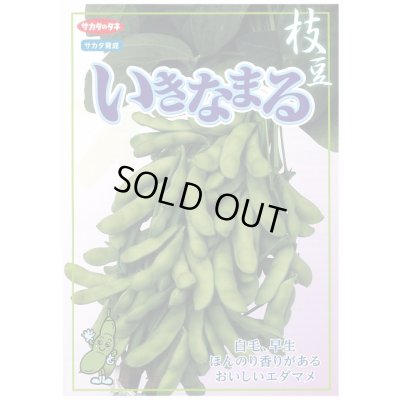 画像2: 送料無料　[枝豆]　いきなまる　1dL　(株)サカタのタネ