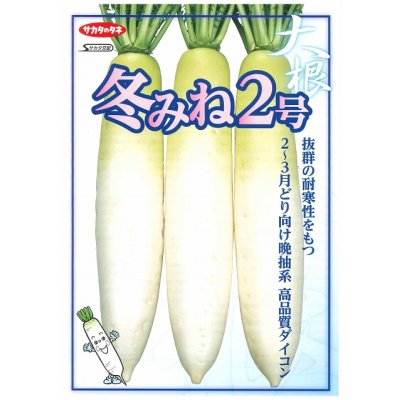 画像2: 送料無料　大根　冬みね2号　8000粒　(株)サカタのタネ