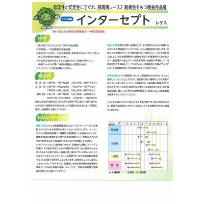 画像3: [レタス]　インターセプト　ペレット種子　5000粒　（株）サカタのタネ