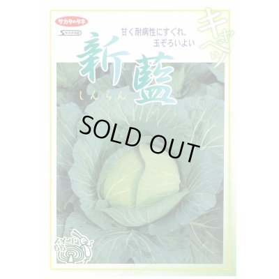 画像2: 送料無料　[キャベツ]　新藍　約65粒　(株)サカタのタネ　実咲450（002914）
