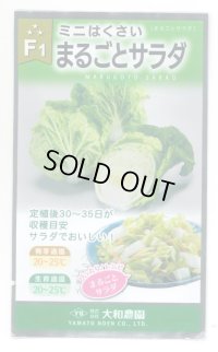 [白菜]　ミニはくさい　まるごとサラダ 0.5ml　  （株）大和農園