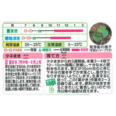画像2: 送料無料　花の種　葉牡丹　F1ラッフル　ミックス　約30粒　タキイ種苗(ＮL300)