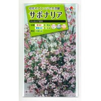 花の種　サポナリア　バッカリア混合　約200粒　タキイ種苗（ＮＬ200）