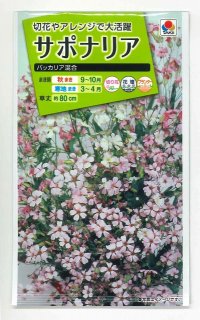 花の種　サポナリア　バッカリア混合　約200粒　タキイ種苗（ＮＬ200）