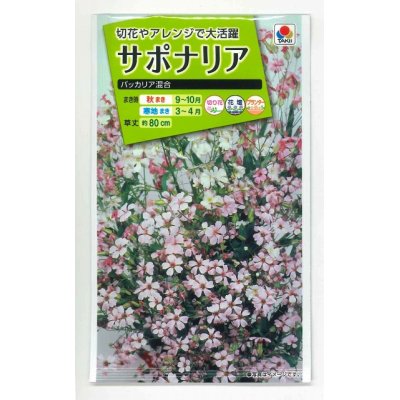 画像1: 花の種　サポナリア　バッカリア混合　約200粒　タキイ種苗（ＮＬ200）