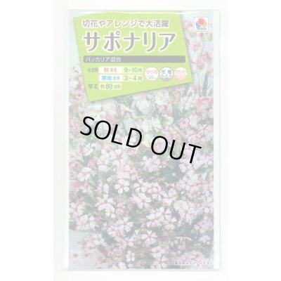 画像1: 送料無料　花の種　サポナリア　バッカリア混合　約200粒　タキイ種苗(ＮL200)