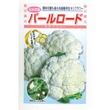 送料無料　[カリフラワー]　パールロード　約80粒　松永種苗(株)