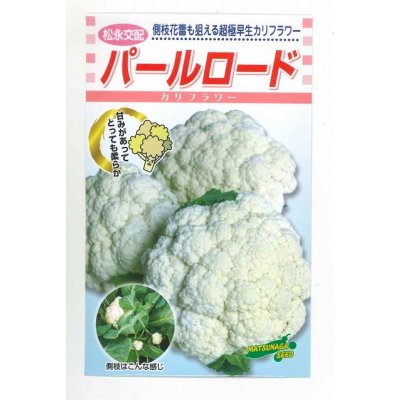 画像1: 送料無料　[カリフラワー]　パールロード　約80粒　松永種苗(株)
