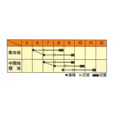 画像2: 送料無料　[カリフラワー]　パールロード　約80粒　松永種苗(株)