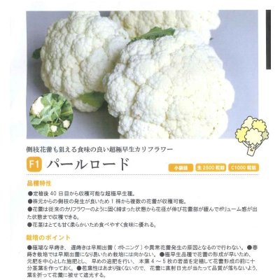 画像3: 送料無料　[カリフラワー]　パールロード　約80粒　松永種苗(株)