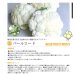 画像3: 送料無料　[カリフラワー]　パールロード　約80粒　松永種苗(株) (3)