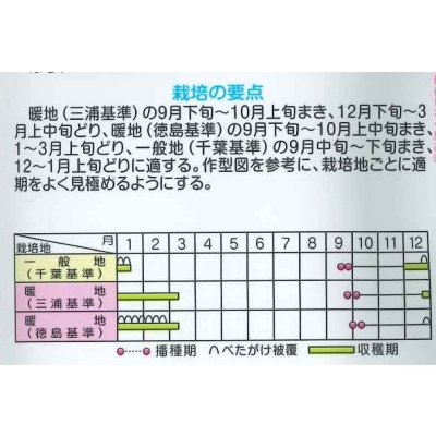 画像6: 送料無料 大根 冬の守 800粒 (株)サカタのタネ