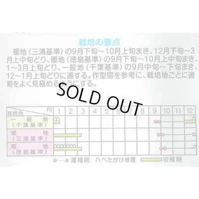 画像6: 送料無料　大根　冬の守　800粒　(株)サカタのタネ