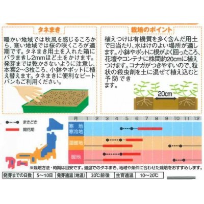 画像2: 花の種　アリッサム 混合　約334粒　サカタのタネ（株）実咲200