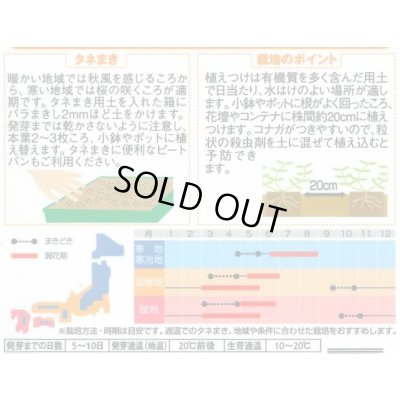 画像2: 送料無料　花の種　アリッサム　混合　約300粒　（株）サカタのタネ　実咲200（026308）